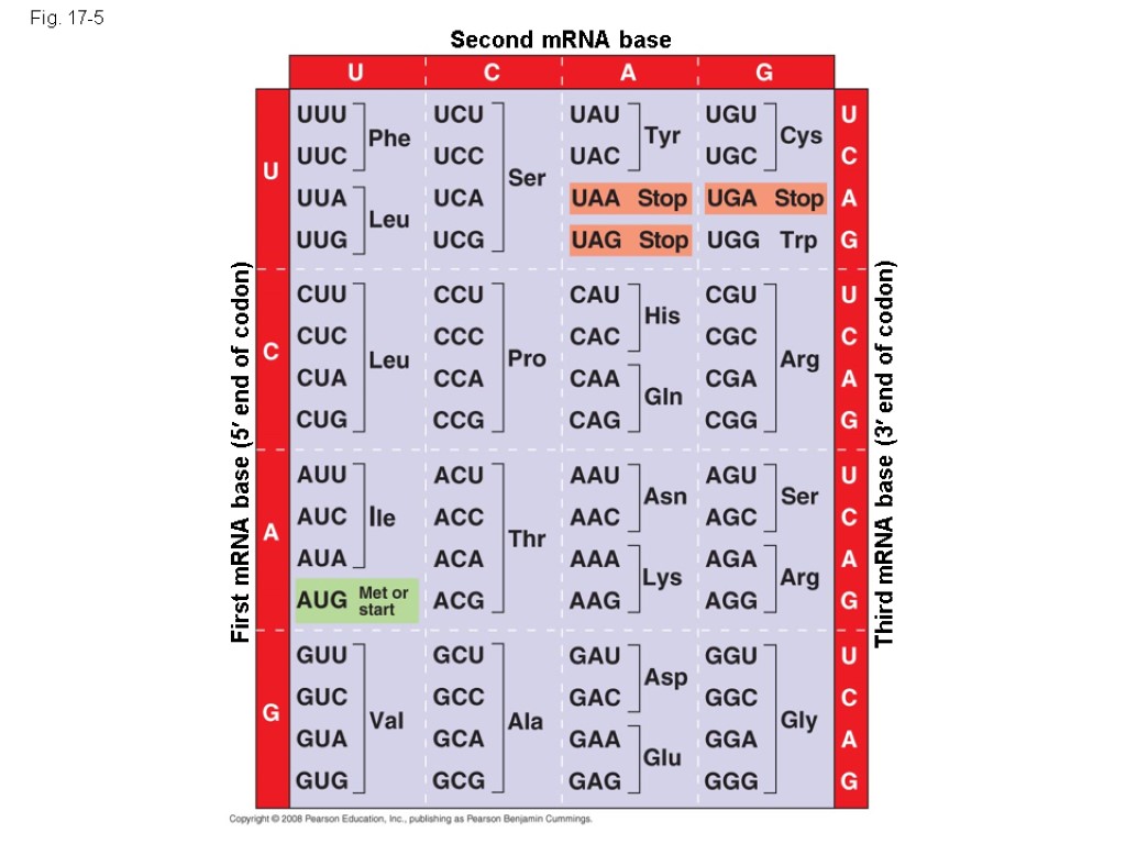 Fig. 17-5 Second mRNA base First mRNA base (5 end of codon) Third mRNA